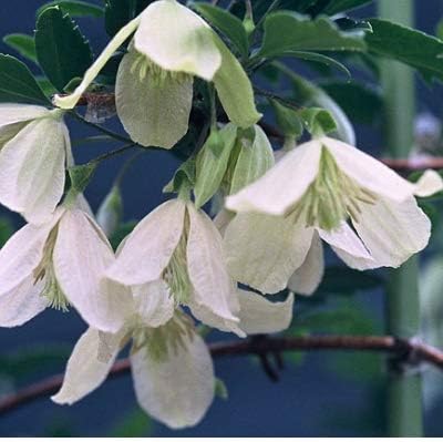 Amazon 冬咲きクレマチス シルホーサ 13 5cmポット 花