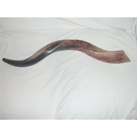 50-59 cm (20"-23") Kudu Yemenite HORN SHOFAR Kosher All polished New Cover