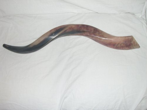 Shofar casher poli du Yémen en corne de Koudou de 50-59 cm