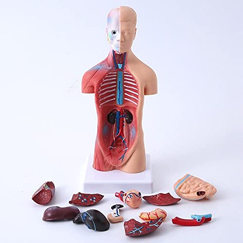 人体模型 プラスチック製 41IiFg+QxHL._SS200_.jpg