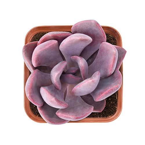 Live Succulent Graptoveria 'Debbi', Approx 2-inch Large, Potted Succulents, Fully