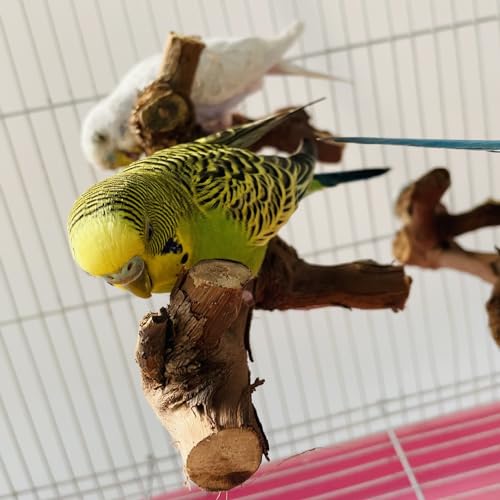 Image of 5PCS Parrot Perch Stand Natural Wooden Bird Stand Branch 3 Grape Wood Perch 2 Stand Paw Grinding Fork Parakeet Chewing Stick Exercise Training Branches for Small Birds Cockatiels