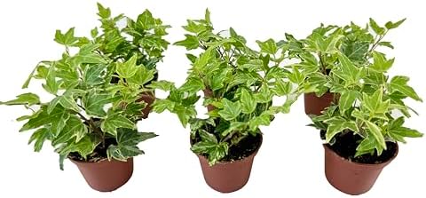 Variegated English Ivy (6 Plants) (2" Mini Pots/Starter Plants) '...