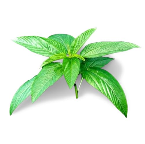 Molokhia Seeds (Jute Leaf) Egyptian Spinach Corchorus Olitorius | Misti Mara Shak | Heirloom Non-GMO Vegetable Seeds for Home Garden & Outdoor Planting (3.52 oz)