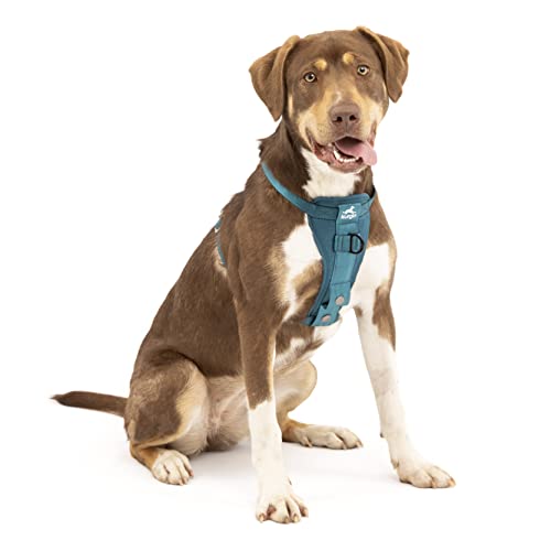 Kurgo TRU-Fit Hundegeschirr, Crash-Test-erprobtes Auto-Sicherheitsgurt, Für Hunde von 2 bis 5 kg, Größe M, Tinte Blau