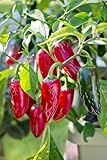Jalapeno Chili Pepper Seeds Red Hot Organic, Heirloom Non GMO Seed for Planting Indoor Outdoor Garden Hydroponic Planter 25