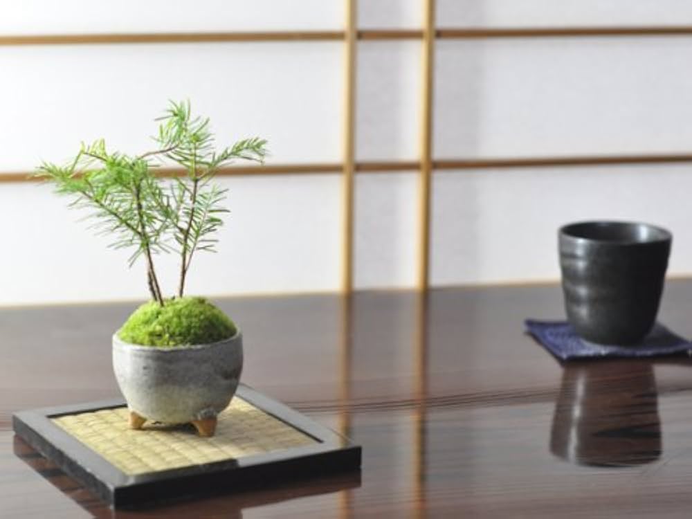 Amazon | 盆栽妙 かわいい南国風な松盆栽 とどまつ ミニミニ鉢 樹高