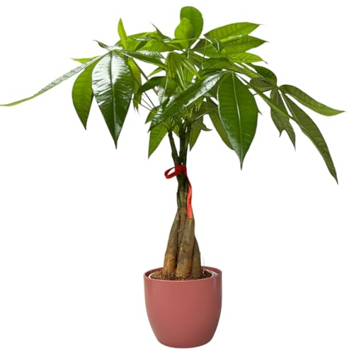 Image of Money Tree Live Plant | 14-22 Inches Tall Bonsai | Easy to Grow Indoor Houseplant | Home, Office, or Room Decor | Birthday, Housewarming Gift (Coral)
