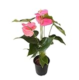 Anthurium Rosa Natural - Belleza en Tonos Rosados