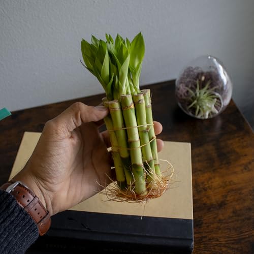Nw Wholesaler 4 Inch Live Lucky Bamboo Plant - Bundle Of 10 Stalks - Live Indoor Houseplants For Home Decor thumb #2
