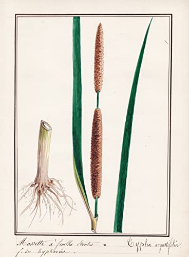 Masette a feuilles etroites / Typha angustifolia - Schmalblättriger Rohrkolben / Botanik botany / Blume flower / Pflanze plant