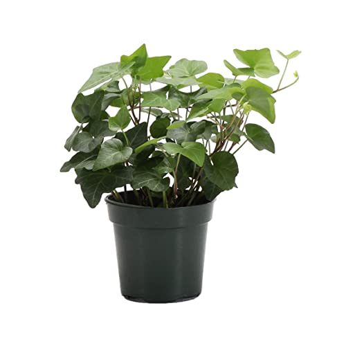 Live Green Ivy Plant Hedera Hahns Vining Plant Live Indoor Plant 4 Diameter Pot