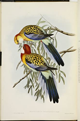 Affiche Eastern Rosella par John Gould reproduction peinture d'art animalier 60x90cm