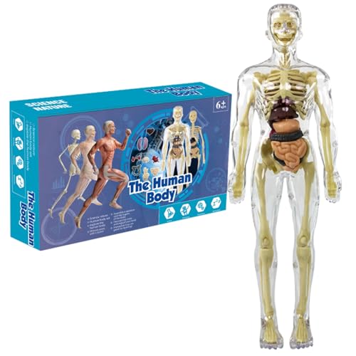 Modelo de cuerpo humano para niños 11.2 pulgadas Modelo de cuerpo humano removible Modelo de anatomía Clear Organista ＆ ＆ ＆ esqueleto ciencia juguetes educativos regalos para niños de 7 a 14 años