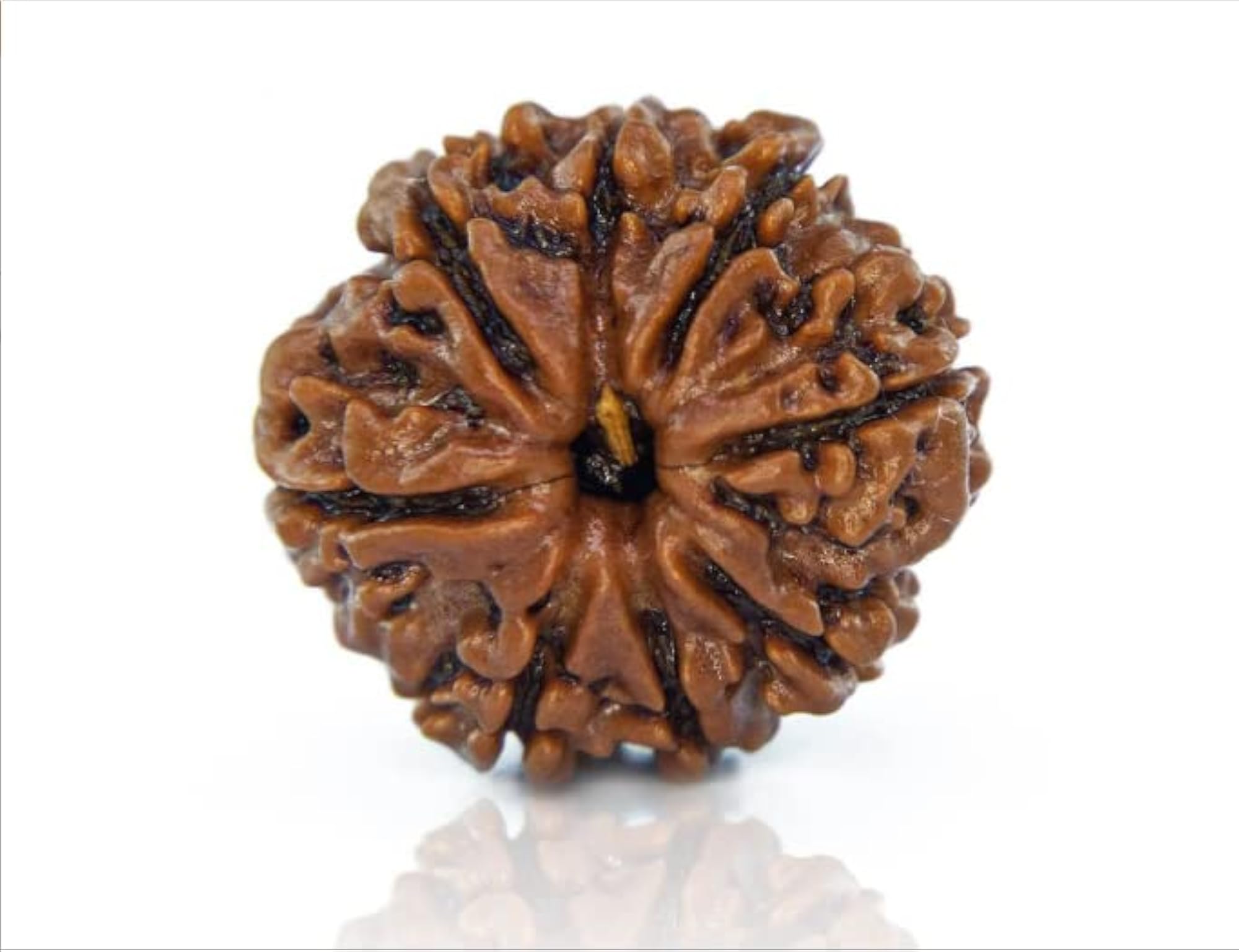 Eight Face Rudraksha Capping, Lord Shiva Blessing