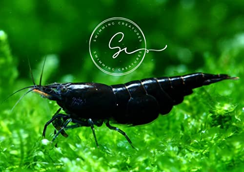 Image of Swimming Creatures Freshwater Aquarium Shrimp - A Perfect Combo to Brighten Your Aquarium! (10, Premium Chocolate Black)