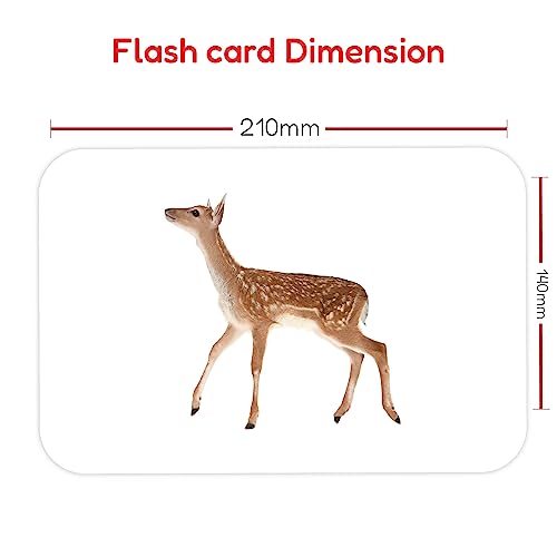 Hungry Brain Animals Flashcards For Toddler-Wild Animal Science Flashcards -Real Image Flashcards For Babies-Animal Flashcard For Kids-Educational Flashcard-Fun And Engaging Flashcards For Studying #TOP3