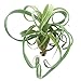 Produktbild Tillandsia "Curly Slim" | Luftpflanze | Zimmerpflanze | Bromelie | 15 cm höhe | Tillandsie (1, "Curly Slim")