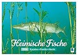 Heimische Fische: Karpfen, Forelle, Hecht (Wandkalender 2026 DIN A3 quer), CALVENDO Monatskalender: Die ganze Vielfalt der Fische in unseren heimischen Gewässern (CALVENDO Hobbys)