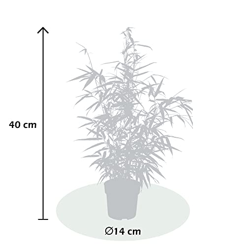 WL Plants Fargesia Rufa Gartenpflanze - Bambuspflanze - Nicht invasiv - Winterhart - Immergrün - Gartenpflanzen - Topf Ø14cm - ± 40cm Hoch - Hochwertig and robuste Verpackung – Bild 3