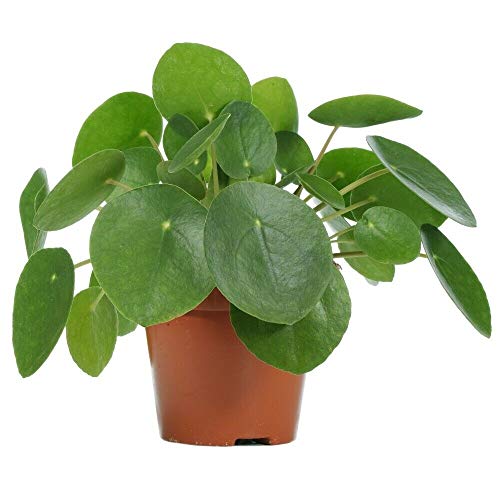 Little Nest, Chinese Money Plant Pilea Peperomioides Indoor Pancake Plant 4 inchPot - Live Plant