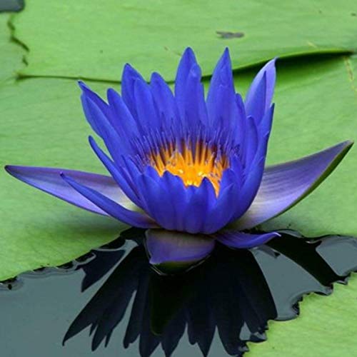 Planterest - Nymphaea King Blue Hardy Water Lily Rhizome Live Aquarium Plant Buy2Get1Free … #TOP2