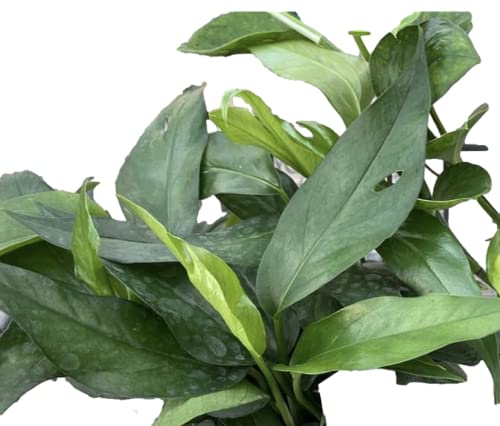 Waterbourn Plant Rooted Baltic Blue Pothos Epipremnum Pinnatum Baltic Blue Indoor Outdoor Houseplant 4In Plastic Pot #TOP1