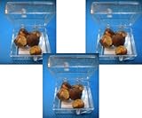  Live Mexican Jumping Beans 3 cases of 5 beans