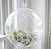 GEOLUX Set of 6 Hanging Glass Globe Plant Terrariums - Glass Orbs Air Plants Tea Light Candle Holders Succulents Miniature Garden Planters Home Decor Indoor Garden DIY Gifts (4