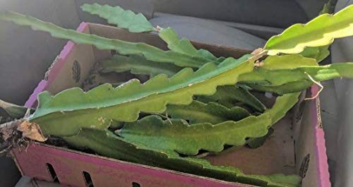 2 Healthy Red Dragon Fruit Plant Vine Cuttings Pitahaya 10 Inch Cutting #TOP1