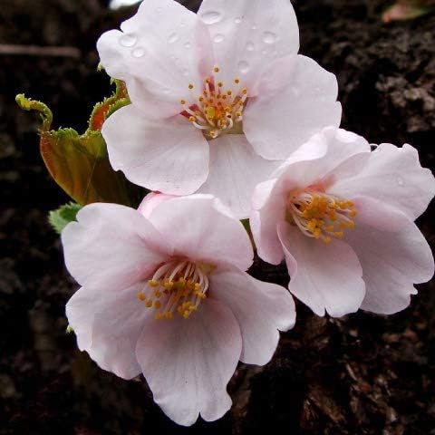 Amazon 桜苗木 ソメイヨシノ 苗木 染井吉野 そめいよしの 1年生 接ぎ木苗 花 Amazon 桜苗木 ソメイヨシノ 苗木 染井吉野 そめいよしの 1年生 接ぎ木苗 花