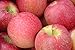 Kauffman Orchards Fresh-Picked Evercrisp Apples (Box of 16)