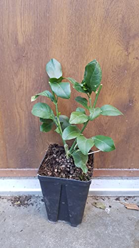 Citrus lemon '4 Saisons' (bouture) / Citronnier 4 Saisons/Godet Anti-Chignion