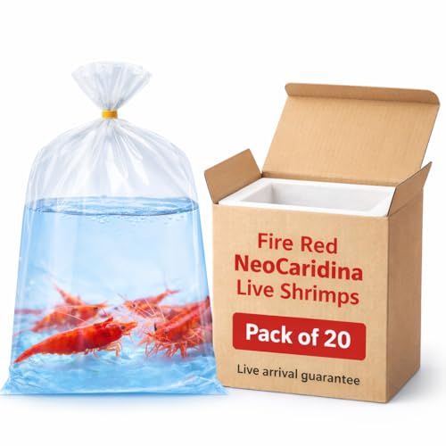was High Grade Fire Red Cherry Shrimps Neocaridina...