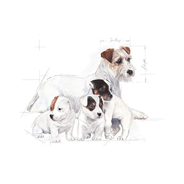 Royal Canin Baby Dog Powdered Milk 400 g Royal Canin Baby Dog Powdered Milk 400 g