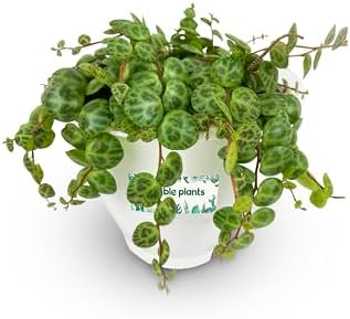 String of Turtles Succulent Plant Live - Rare Trailing Plant, Low Maintenance Live Plants Indoor, Thrives in Low Light Indoor Plants