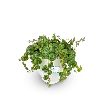 indoor vine plants low light that thrive in dim spaces – find out which! 1 indoor vine plants low light