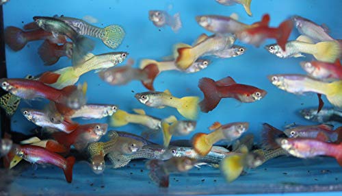 Family of 25 Fancy Guppies Live Tropical Fish