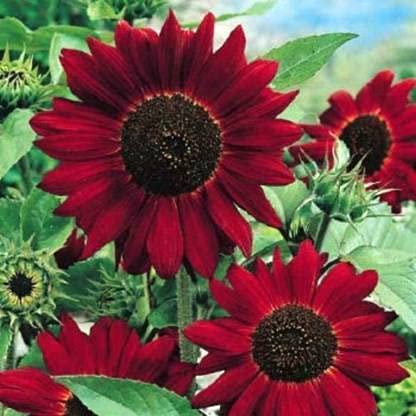 See full amazon price history chart for Crapulous Red Giant Sun Flower - Red Sun Seed (20 per packet) Crapulous Red Giant Sun Flower - Red Sun Seed (20 per packet) (B09C2FG6NL) Amazon Price History, Amazon Price Tracker