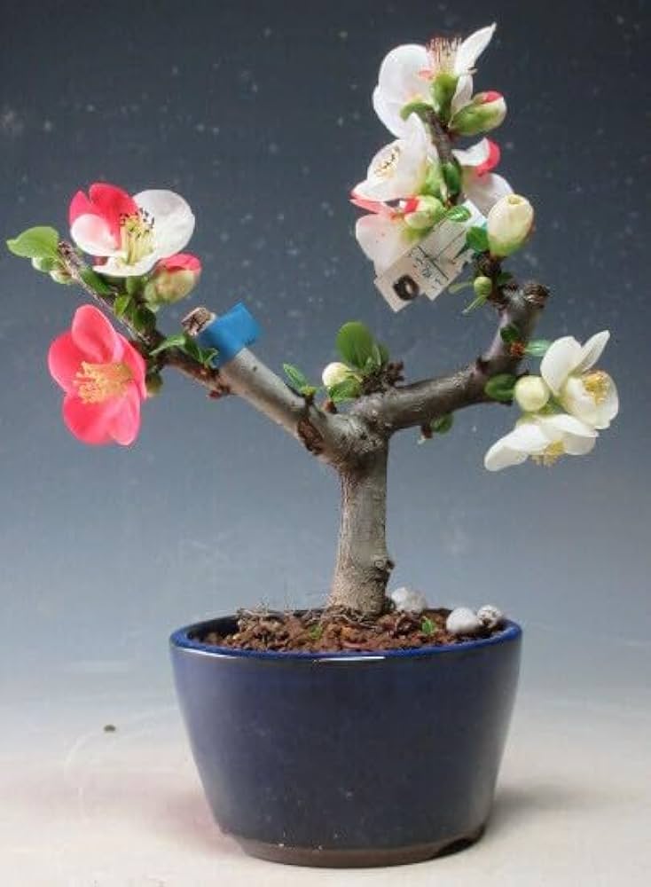 Amazon.co.jp: 盆栽 ボケ（日月星）（紅白咲き分け）の鉢植え