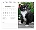 Kittens | 2026 7.5 x 6 Inch Monthly Double-View Easel Desk Calendar | BrownTrout | Animals Cats Feline