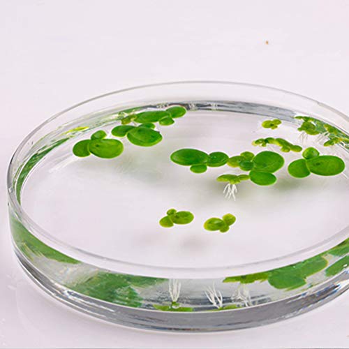 POPETPOP Pacotes de 2 Lentilha Artificial Planta Folhagem Artificial Flutuante Lagoa Decoração Paisa