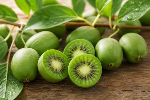 SaatPilot | Actinidia arguta | 100 semi | Kiwi a buccia liscia