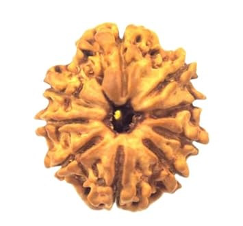 AtGems 9 Mukhi Rudraksha Nepal Original Certified Nine Face Rudraksha Traditional Durga Maa Rudraksha Nau Mukhi Rudraksha Brown Bead 9 Face Rudraksha for Men & Women
