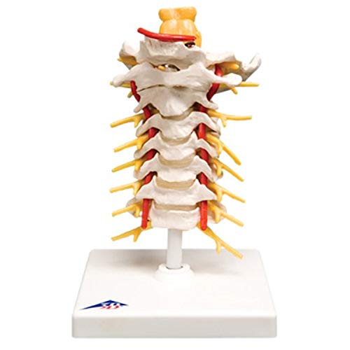 Anatomical Model - Cervical Spinal Column - Includes 3b Smart Anatomy