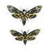 2 Real Death's Head Moths, Acherontia lachesis, Greater Death's Head Hawkmoth, Male and Female Skull Moth, Novel Butterfly Insect specimens (2 Death Head Moth)