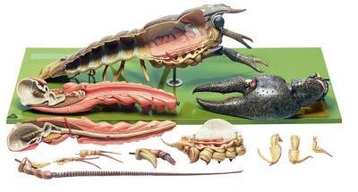Marcus Sommer - Zos 118 - Model Crayfish (each)