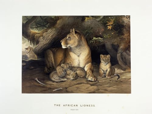Toile lionne africaine tableau moderne pour embellir un mur de chambre vide