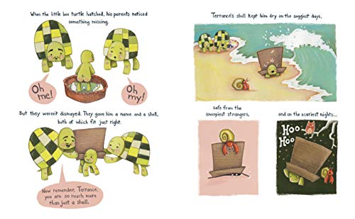 The Box Turtle #TOP1