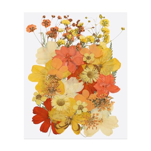 PATIKIL 30 Piezas Flores Secas Prensadas Naturales Naranjas